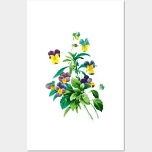 Viola - Botanical Illustration Posters and Art